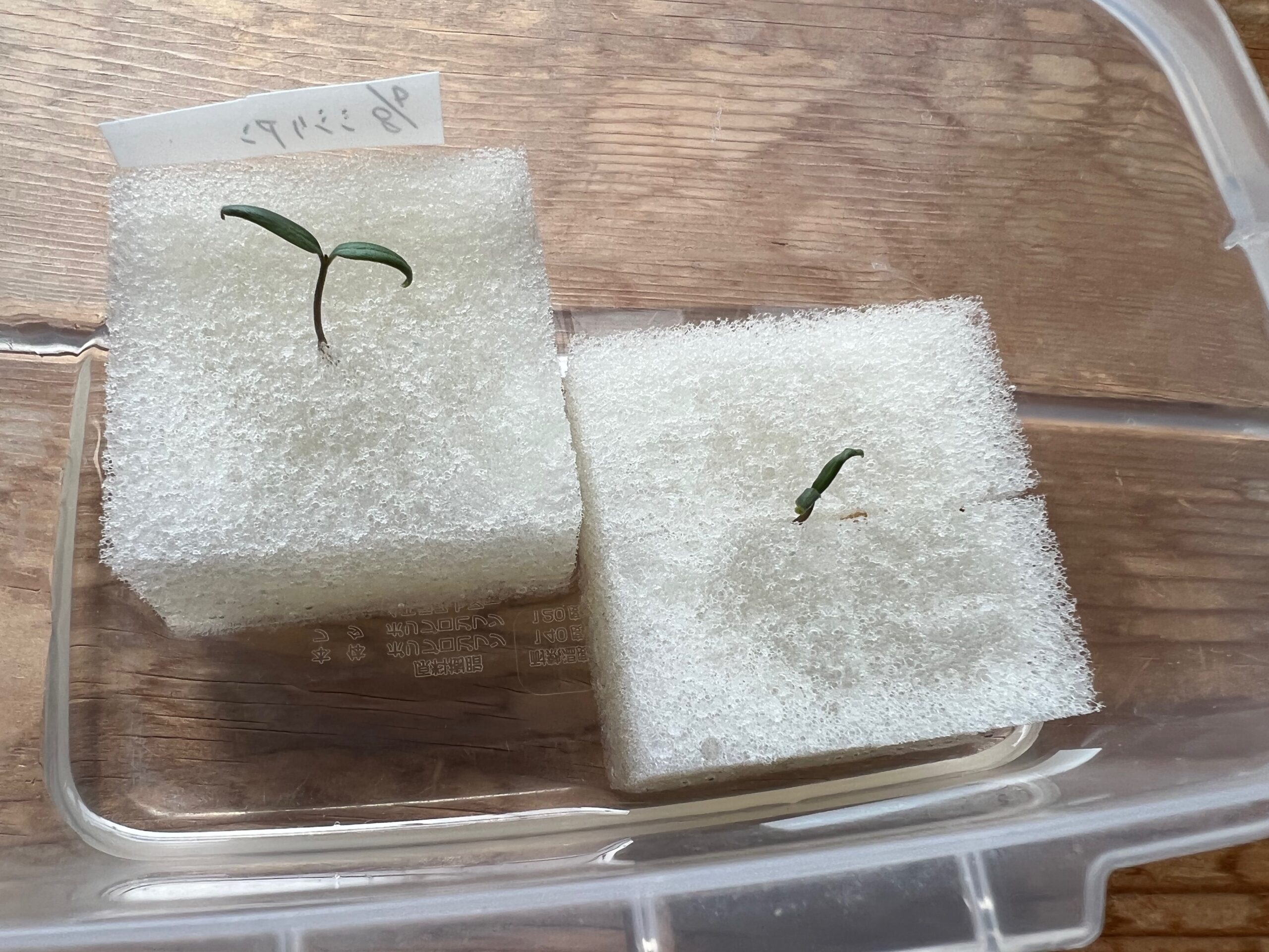 水耕栽培に集う無償の蜂のアバター